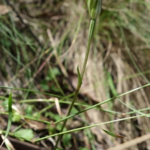 Diplodium atrans at Paddys River, ACT - 14 Feb 2022