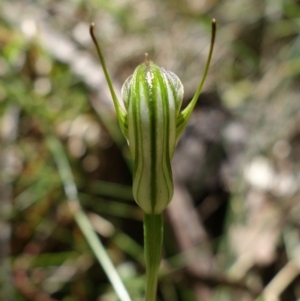 Diplodium atrans at Paddys River, ACT - 14 Feb 2022