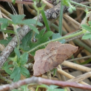 Rhinodia rostraria at Kowen, ACT - 14 Feb 2022 04:50 PM