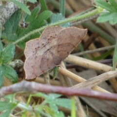 Rhinodia rostraria at Kowen, ACT - 14 Feb 2022