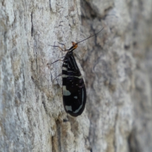 Porismus strigatus at Kowen, ACT - 14 Feb 2022