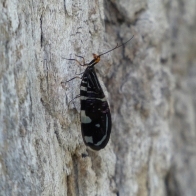 Porismus strigatus (Pied Lacewing) at Molonglo Gorge - 14 Feb 2022 by Steve_Bok