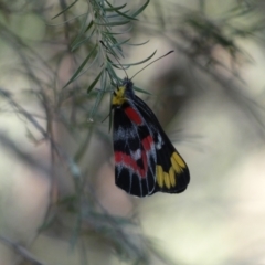 Delias harpalyce (Imperial Jezebel) at Kowen, ACT - 14 Feb 2022 by SteveBorkowskis