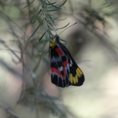 Delias harpalyce (Imperial Jezebel) at Molonglo Gorge - 14 Feb 2022 by Steve_Bok