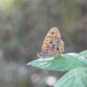 Geitoneura acantha at Kowen, ACT - 14 Feb 2022