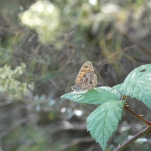 Geitoneura acantha at Kowen, ACT - 14 Feb 2022