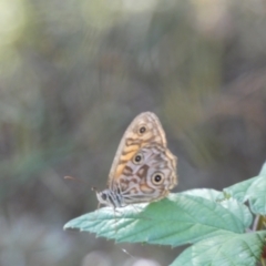 Geitoneura acantha at Kowen, ACT - 14 Feb 2022 04:56 PM