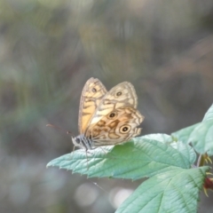 Geitoneura acantha at Kowen, ACT - 14 Feb 2022 04:56 PM