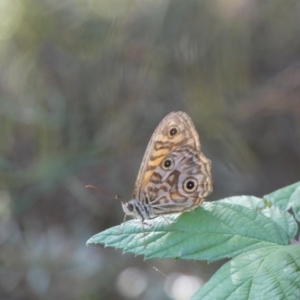 Geitoneura acantha at Kowen, ACT - 14 Feb 2022 04:56 PM