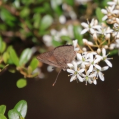 Paralucia pyrodiscus (Fiery Copper) at Mongarlowe, NSW - 14 Feb 2022 by LisaH