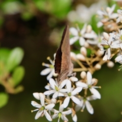 Paralucia pyrodiscus at Mongarlowe, NSW - 14 Feb 2022