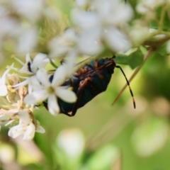 Pentatomidae (family) (Shield or Stink bug) at Mongarlowe, NSW - 14 Feb 2022 by LisaH