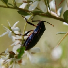 Pentatomidae (family) at Mongarlowe, NSW - suppressed