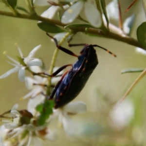 Pentatomidae (family) at Mongarlowe, NSW - suppressed