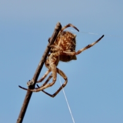 Backobourkia brounii (Broun's orb weaver) at Mongarlowe, NSW - 14 Feb 2022 by LisaH