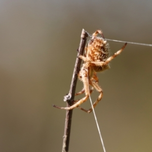 Backobourkia brounii at Mongarlowe, NSW - 14 Feb 2022