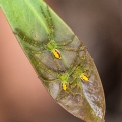 Neosparassus sp. (genus) (Badge huntsman) at Penrose, NSW - 13 Feb 2022 by Aussiegall