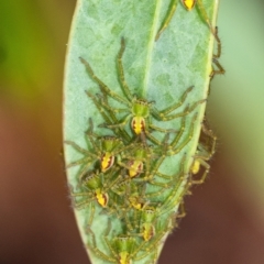 Neosparassus sp. (genus) at Penrose, NSW - 13 Feb 2022