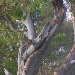 Callocephalon fimbriatum (Gang-gang Cockatoo) at O'Malley, ACT - 14 Feb 2022 by MichaelMulvaney