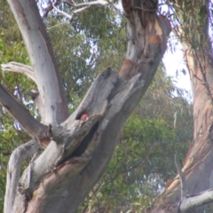 Callocephalon fimbriatum at O'Malley, ACT - 14 Feb 2022