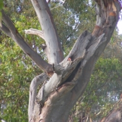 Callocephalon fimbriatum at O'Malley, ACT - 14 Feb 2022