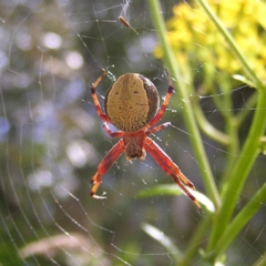 Araneinae (subfamily) (Orb weaver) at Cotter River, ACT - 13 Feb 2022 by MatthewFrawley