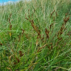 Juncus bufonius at Jerrabomberra, ACT - 8 Feb 2022 12:02 PM