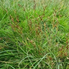 Juncus bufonius at Jerrabomberra, ACT - 8 Feb 2022 12:02 PM