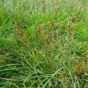 Juncus bufonius at Jerrabomberra, ACT - 8 Feb 2022 12:02 PM