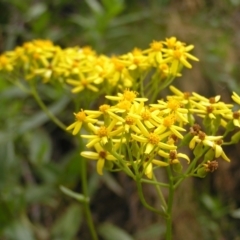 Senecio linearifolius at Cotter River, ACT - 13 Feb 2022