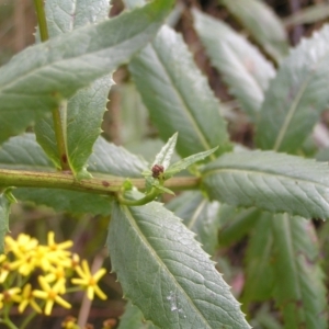 Senecio linearifolius at Cotter River, ACT - 13 Feb 2022