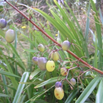 Dianella tasmanica (Tasman Flax Lily) at Namadgi National Park - 13 Feb 2022 by MatthewFrawley