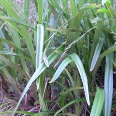 Dianella tasmanica at Cotter River, ACT - 13 Feb 2022 02:16 PM