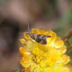 Tebenna micalis (Small Thistle Moth) at Cotter River, ACT - 13 Feb 2022 by MatthewFrawley