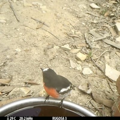 Petroica boodang (Scarlet Robin) at Rugosa - 13 Feb 2022 by SenexRugosus