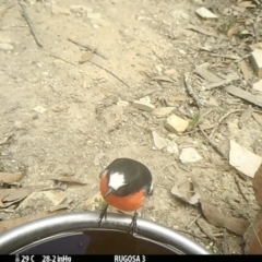 Petroica boodang at Yass River, NSW - 13 Feb 2022 12:20 PM