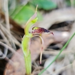 Chiloglottis reflexa (Short-clubbed wasp orchid) at Paddys River, ACT - 14 Feb 2022 by RobG1