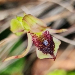 Chiloglottis reflexa at Paddys River, ACT - 14 Feb 2022