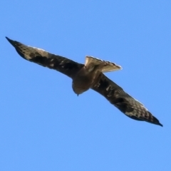 Hieraaetus morphnoides (Little Eagle) at Rosewood, NSW - 11 Feb 2022 by jb2602