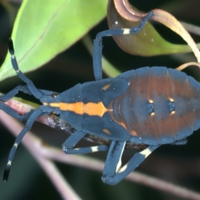 Amorbus sp. (genus) (Eucalyptus Tip bug) at Kosciuszko National Park - 13 Feb 2022 by jb2602