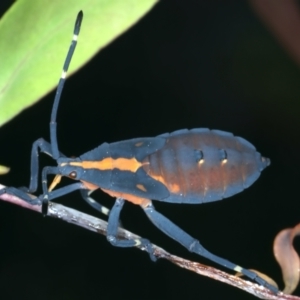 Amorbus sp. (genus) at Pinbeyan, NSW - 13 Feb 2022