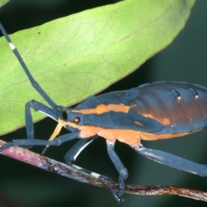 Amorbus sp. (genus) at Pinbeyan, NSW - 13 Feb 2022