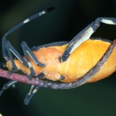 Amorbus sp. (genus) at Pinbeyan, NSW - 13 Feb 2022