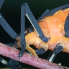 Amorbus sp. (genus) at Pinbeyan, NSW - 13 Feb 2022