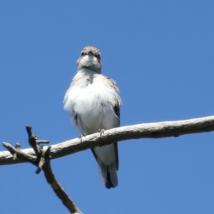 Microeca fascinans at Rosewood, NSW - 12 Feb 2022