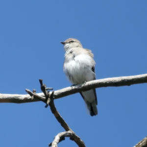 Microeca fascinans at Rosewood, NSW - 12 Feb 2022