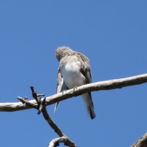 Microeca fascinans at Rosewood, NSW - 12 Feb 2022