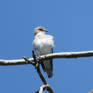 Microeca fascinans at Rosewood, NSW - 12 Feb 2022