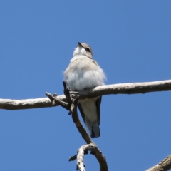 Microeca fascinans at Rosewood, NSW - 12 Feb 2022