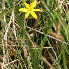 Tricoryne elatior (Yellow Rush Lily) at The Pinnacle - 14 Feb 2022 by sangio7
